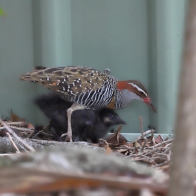 Gallirallus philippensis (Buff-banded Rail) at Brisbane City, QLD - 4 Jan 2024 by TimL