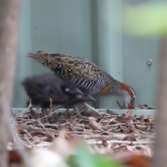 Gallirallus philippensis at Brisbane City, QLD - 4 Jan 2024 10:14 AM