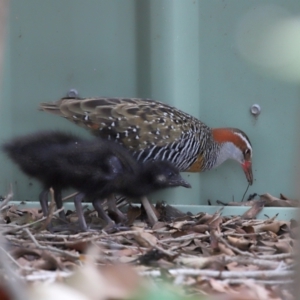 Gallirallus philippensis at Brisbane City, QLD - 4 Jan 2024 10:14 AM