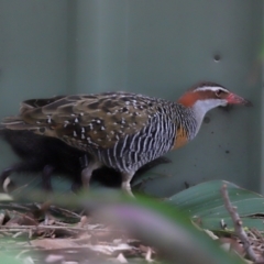 Gallirallus philippensis at Brisbane City, QLD - 4 Jan 2024 10:14 AM