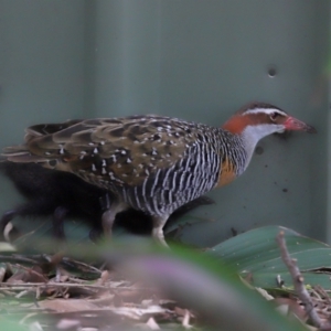 Gallirallus philippensis at Brisbane City, QLD - 4 Jan 2024 10:14 AM