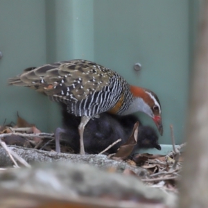 Gallirallus philippensis at Brisbane City, QLD - 4 Jan 2024 10:14 AM