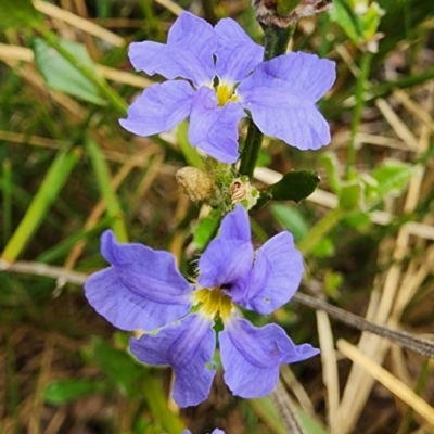Dampiera stricta (Blue Dampiera) at Morton National Park - 6 Jan 2024 by Steve818