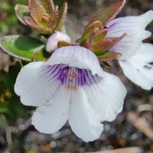 Prostanthera saxicola var. montana at Morton National Park - 6 Jan 2024