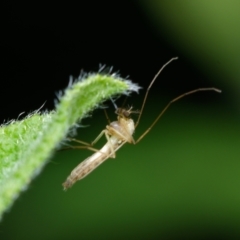 Chironomidae (family) (Non-biting Midge) at Downer, ACT - 6 Jan 2024 by RobertD