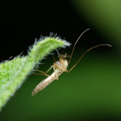 Chironomidae (family) (Non-biting Midge) at Downer, ACT - 5 Jan 2024 by RobertD