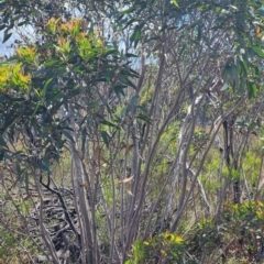 Eucalyptus dendromorpha (Budawang Ash) at Porters Creek, NSW - 5 Jan 2024 by Steve818