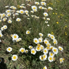 Leucanthemum vulgare (Ox-eye Daisy) at Namadgi National Park - 5 Jan 2024 by jackfrench