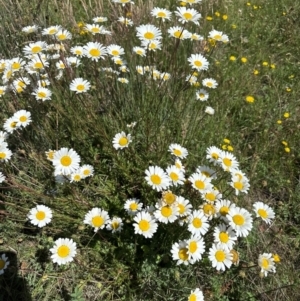 Leucanthemum vulgare at Rendezvous Creek, ACT - 6 Jan 2024