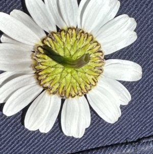 Leucanthemum vulgare at Rendezvous Creek, ACT - 6 Jan 2024