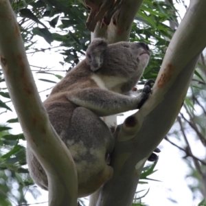 Phascolarctos cinereus at Ormiston, QLD - 6 Jan 2024