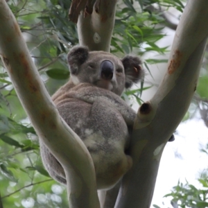 Phascolarctos cinereus at Ormiston, QLD - 6 Jan 2024