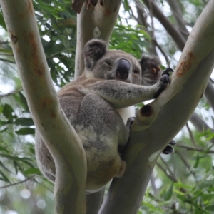 Phascolarctos cinereus at Ormiston, QLD - 6 Jan 2024