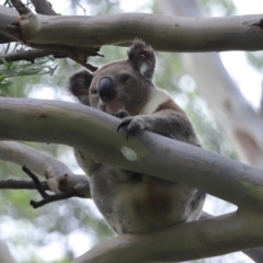 Phascolarctos cinereus at Ormiston, QLD - 6 Jan 2024