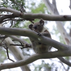 Phascolarctos cinereus at Ormiston, QLD - 6 Jan 2024