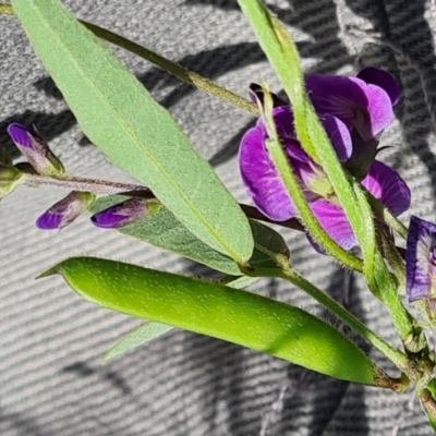 Glycine tabacina (Variable Glycine) at Isaacs, ACT - 6 Jan 2024 by Mike