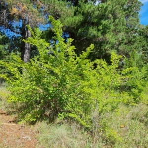 Ulmus procera at Isaacs, ACT - 6 Jan 2024