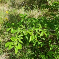 Ulmus procera at Isaacs, ACT - 6 Jan 2024