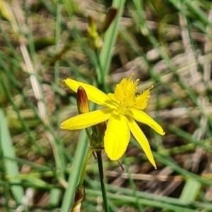 Tricoryne elatior at Farrer, ACT - 6 Jan 2024