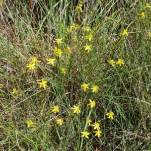 Tricoryne elatior at Farrer, ACT - 6 Jan 2024