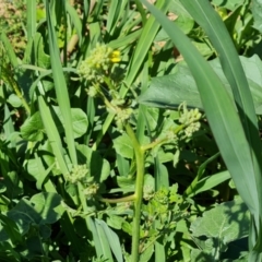 Hirschfeldia incana (Buchan Weed) at Isaacs, ACT - 6 Jan 2024 by Mike