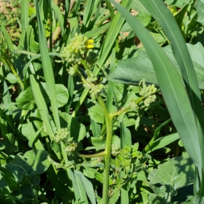 Hirschfeldia incana (Buchan Weed) at Isaacs, ACT - 6 Jan 2024 by Mike