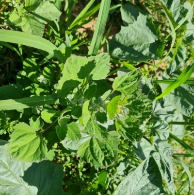 Chenopodium album (Fat Hen) at Mawson, ACT - 6 Jan 2024 by Mike