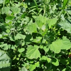 Chenopodium album at Mawson, ACT - 6 Jan 2024