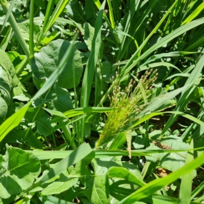 Panicum capillare/hillmanii (Exotic/Invasive Panic Grass) at Mawson, ACT - 6 Jan 2024 by Mike