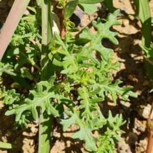 Solanum triflorum at Mawson, ACT - 6 Jan 2024