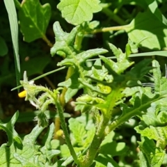 Solanum triflorum at Mawson, ACT - 6 Jan 2024