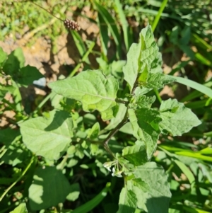 Solanum nigrum at Mawson, ACT - 6 Jan 2024