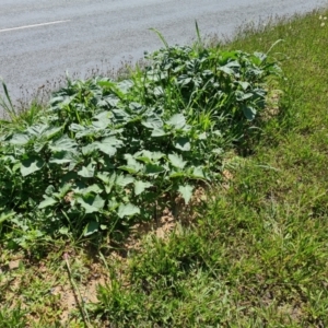 Datura stramonium at Mawson, ACT - 6 Jan 2024