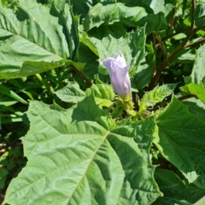 Datura stramonium at Mawson, ACT - 6 Jan 2024 03:29 PM