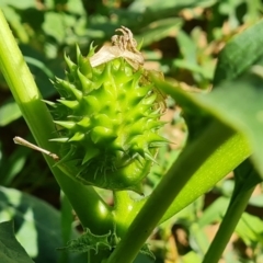 Datura stramonium at Mawson, ACT - 6 Jan 2024