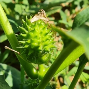 Datura stramonium at Mawson, ACT - 6 Jan 2024