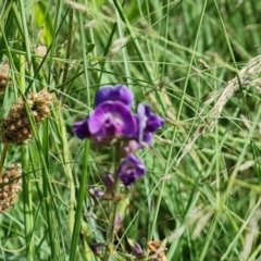 Glycine tabacina (Variable Glycine) at Isaacs, ACT - 6 Jan 2024 by Mike