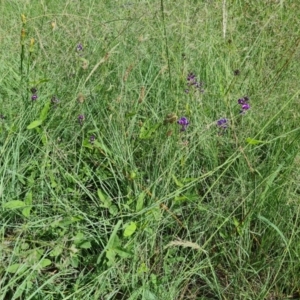 Glycine tabacina at Isaacs, ACT - 6 Jan 2024