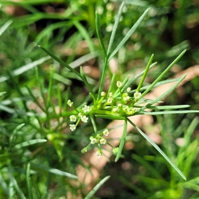 Cyclospermum leptophyllum (Slender Celery, Wild Carrot) at Mascot, NSW - 6 Jan 2024 by trevorpreston