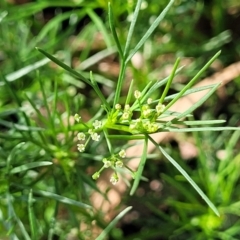 Cyclospermum leptophyllum at Mascot, NSW - 6 Jan 2024 09:28 AM