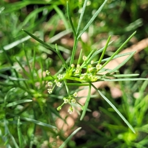 Cyclospermum leptophyllum at Mascot, NSW - 6 Jan 2024