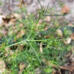 Cyclospermum leptophyllum at Mascot, NSW - 6 Jan 2024