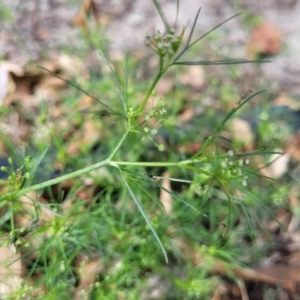 Cyclospermum leptophyllum at Mascot, NSW - 6 Jan 2024 09:28 AM