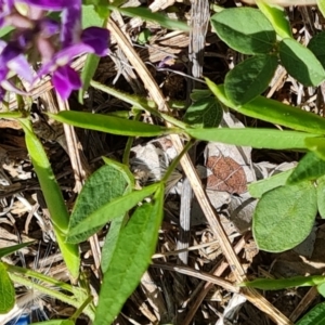 Glycine tabacina at Isaacs, ACT - 6 Jan 2024