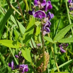 Glycine tabacina at Isaacs, ACT - 6 Jan 2024