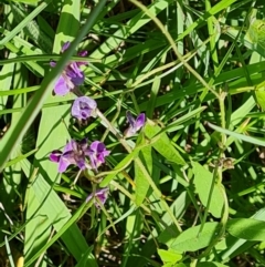 Glycine tabacina at Isaacs, ACT - 6 Jan 2024