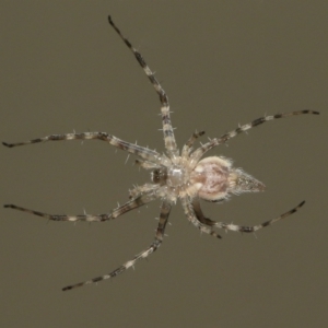 Tamopsis sp. (genus) at Wellington Point, QLD - suppressed