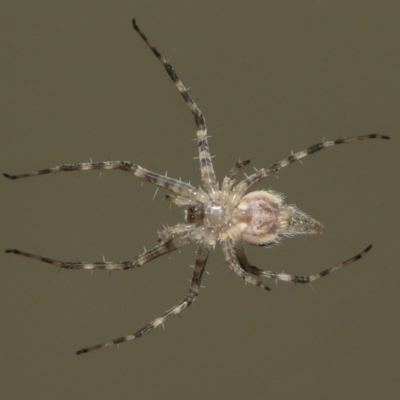 Tamopsis sp. (genus) (Two-tailed spider) at Wellington Point, QLD - 3 Jan 2024 by TimL