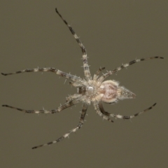 Unidentified Other hunting spider at Wellington Point, QLD - 3 Jan 2024 by TimL