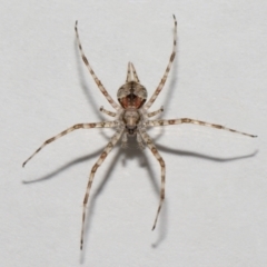 Tamopsis sp. (genus) at Wellington Point, QLD - suppressed